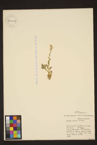 Draba aurea image