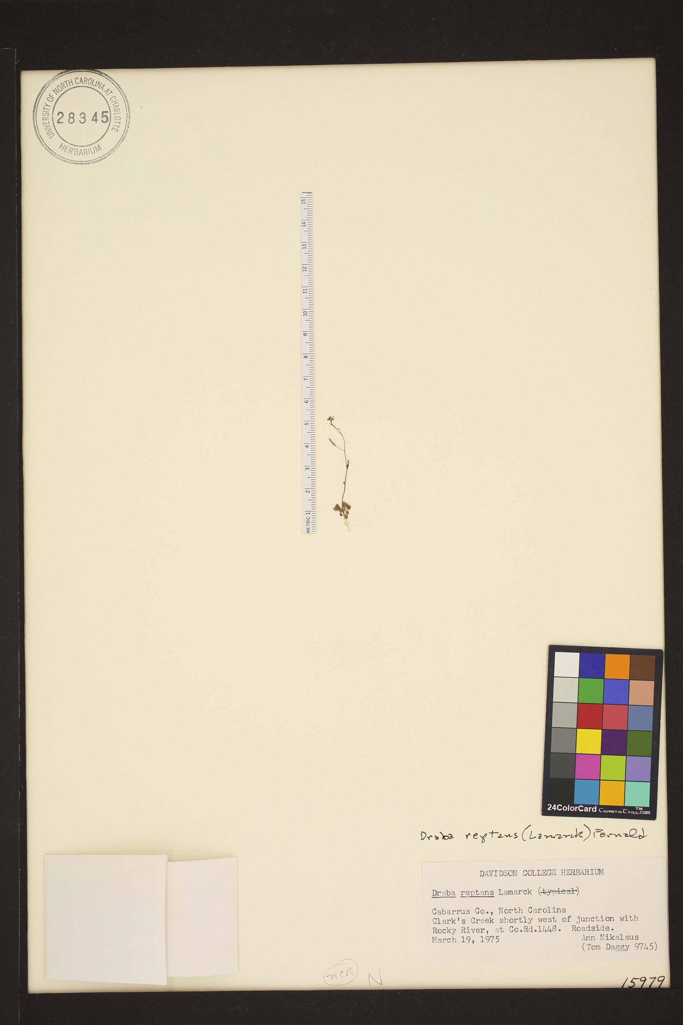 Tomostima reptans image