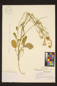 Raphanus raphanistrum subsp. raphanistrum image