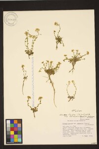 Noccaea fendleri subsp. idahoensis image