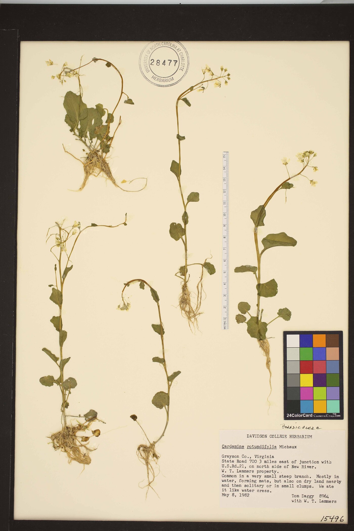 Cardamine rotundifolia image