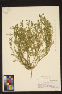 Lepidium didymum image