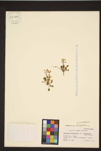 Cardamine bellidifolia image