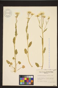 Cardamine bulbosa image