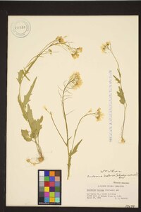 Cardamine bulbosa image