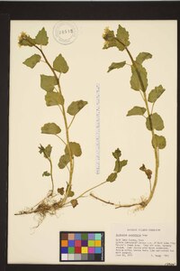 Cardamine cordifolia image