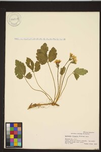 Cardamine diphylla image