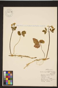 Cardamine diphylla image