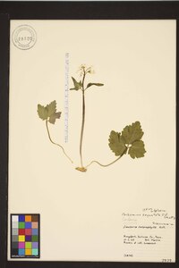 Cardamine angustata image