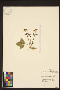 Cardamine angustata image