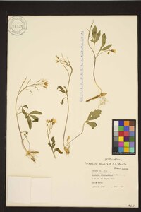 Cardamine angustata image