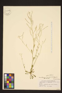 Arabidopsis lyrata subsp. kamchatica image