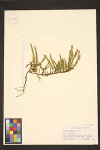 Calluna vulgaris image