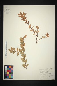 Vaccinium ovatum image