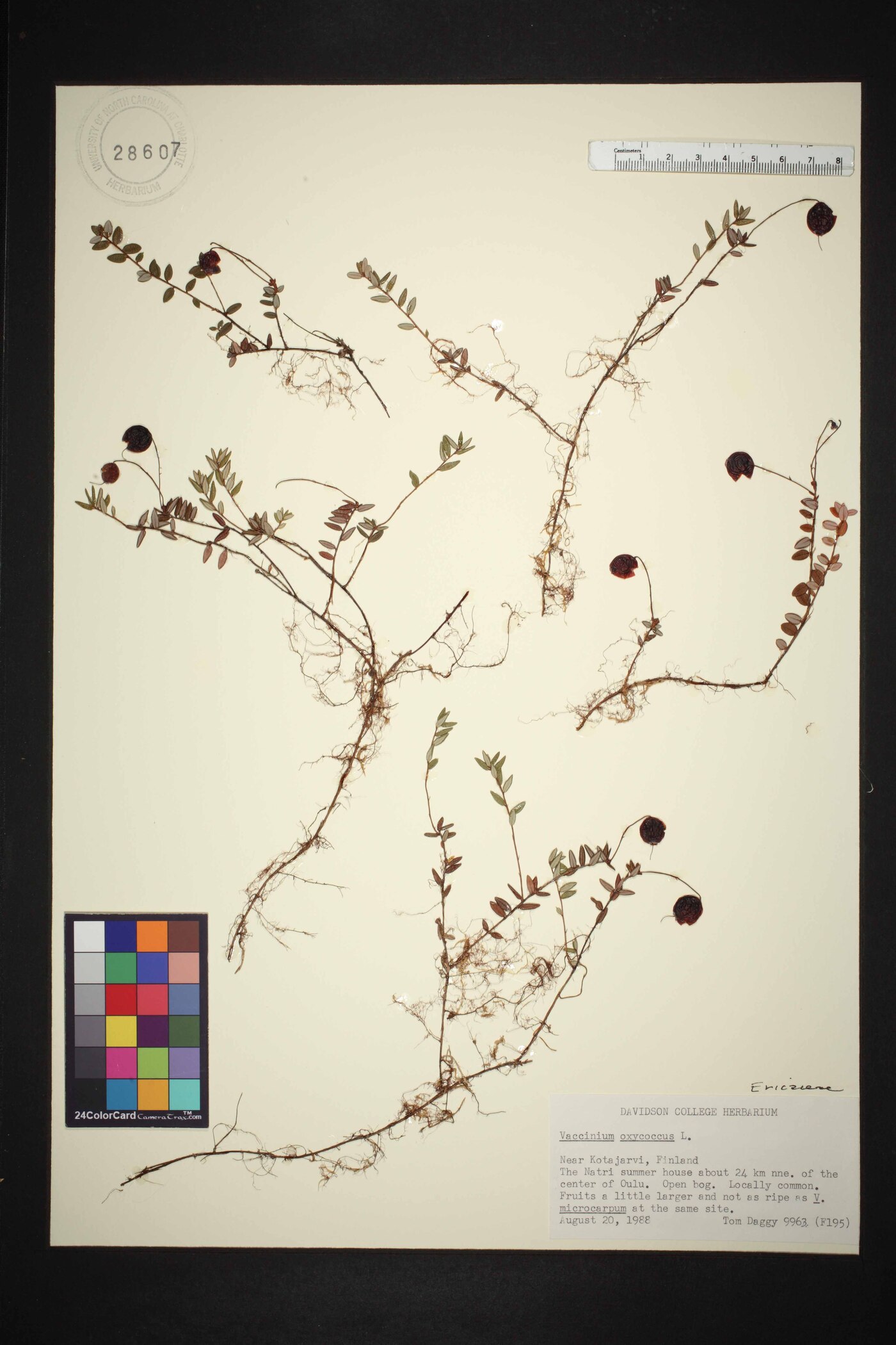 Vaccinium oxycoccos image