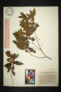 Kalmia angustifolia image