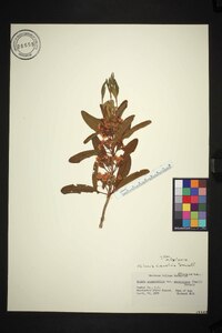 Kalmia angustifolia var. carolina image