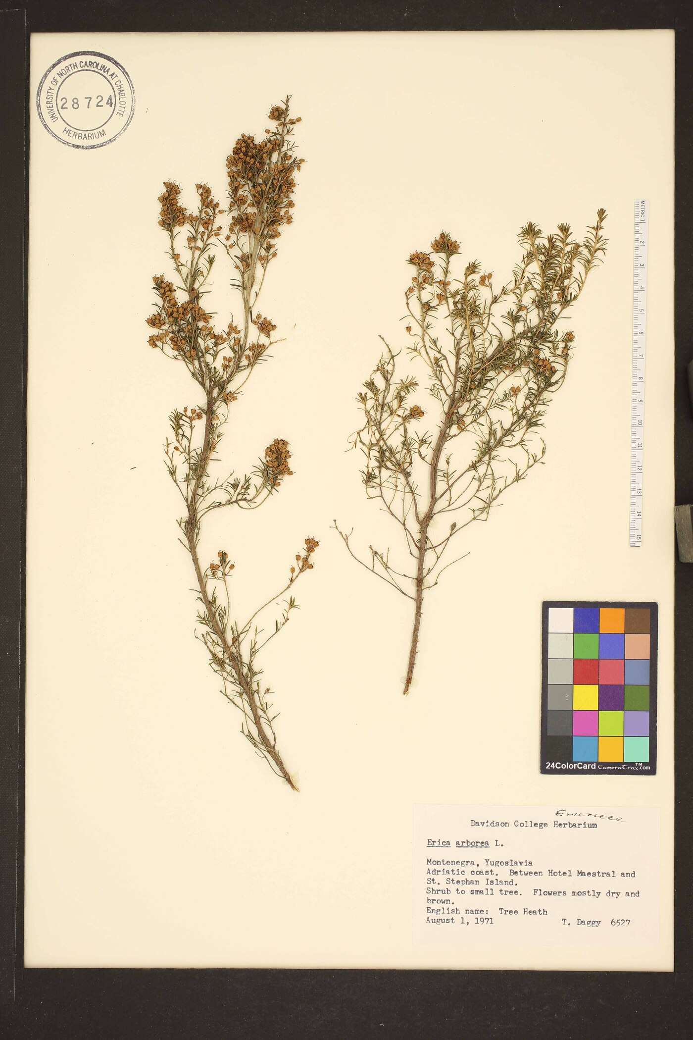 Erica arborea image