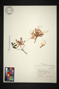 Rhododendron periclymenoides image