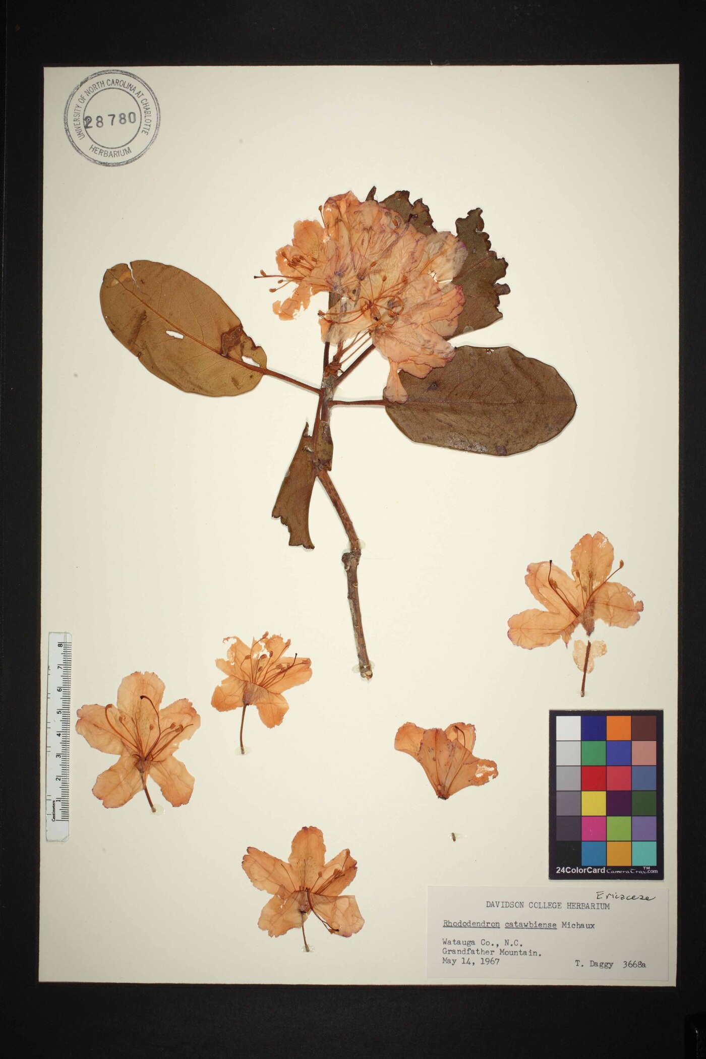 Rhododendron catawbiense image