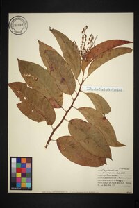 Oxydendrum arboreum image