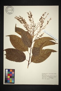 Oxydendrum arboreum image