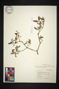 Rhododendron pilosum image