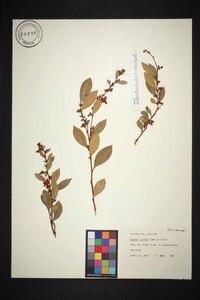 Lyonia lucida image