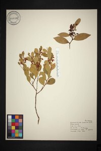 Lyonia lucida image