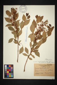 Lyonia ligustrina var. foliosiflora image