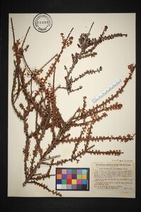 Erythroxylum minutifolium image