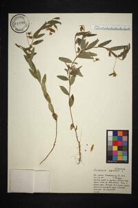 Crotalaria sagittalis image