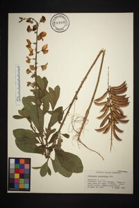 Crotalaria spectabilis image