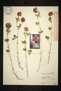 Trifolium reflexum image