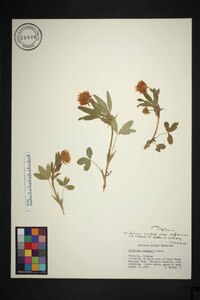 Trifolium longipes image