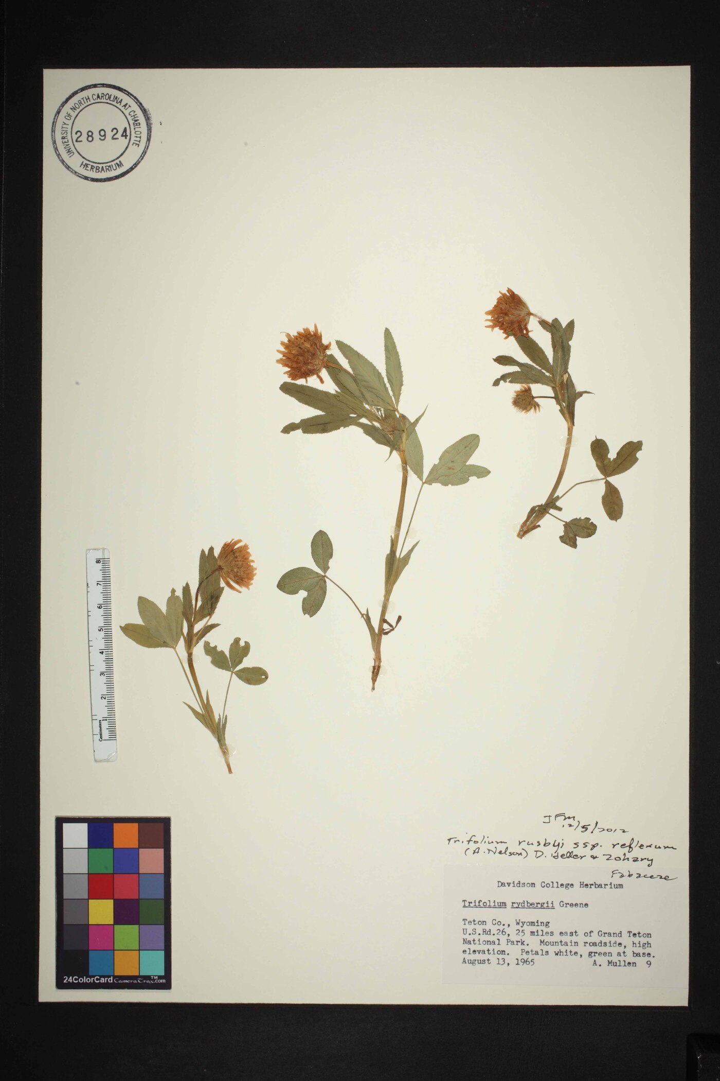 Trifolium longipes subsp. reflexum image