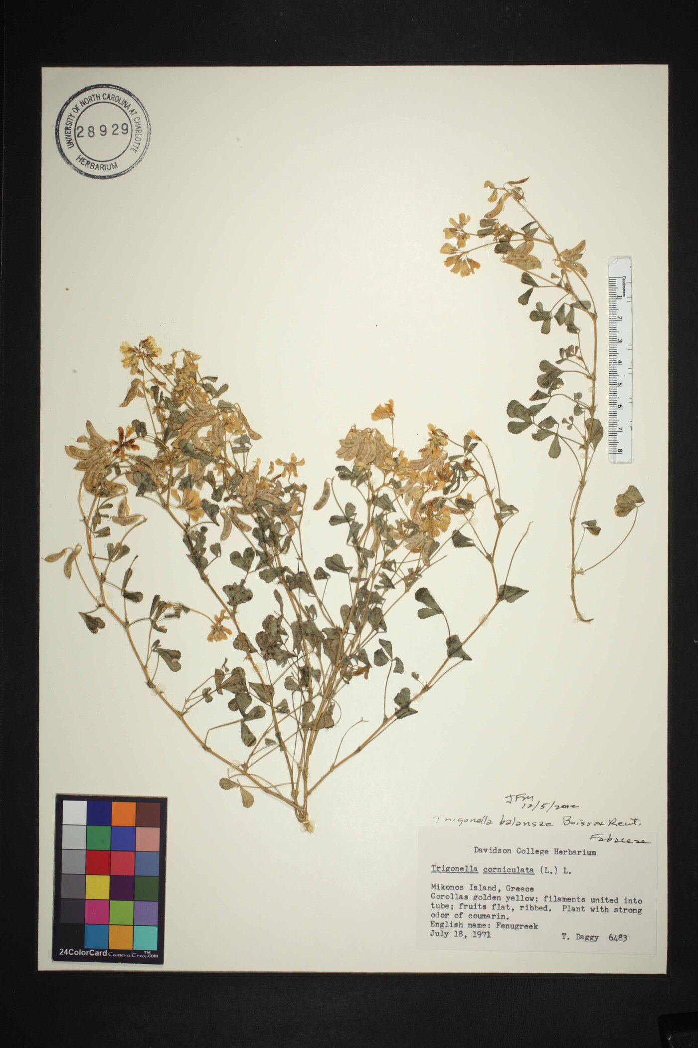 Trigonella balansae image