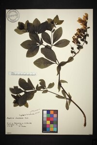 Baptisia bracteata image