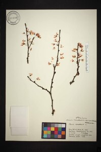 Cercis canadensis var. canadensis image