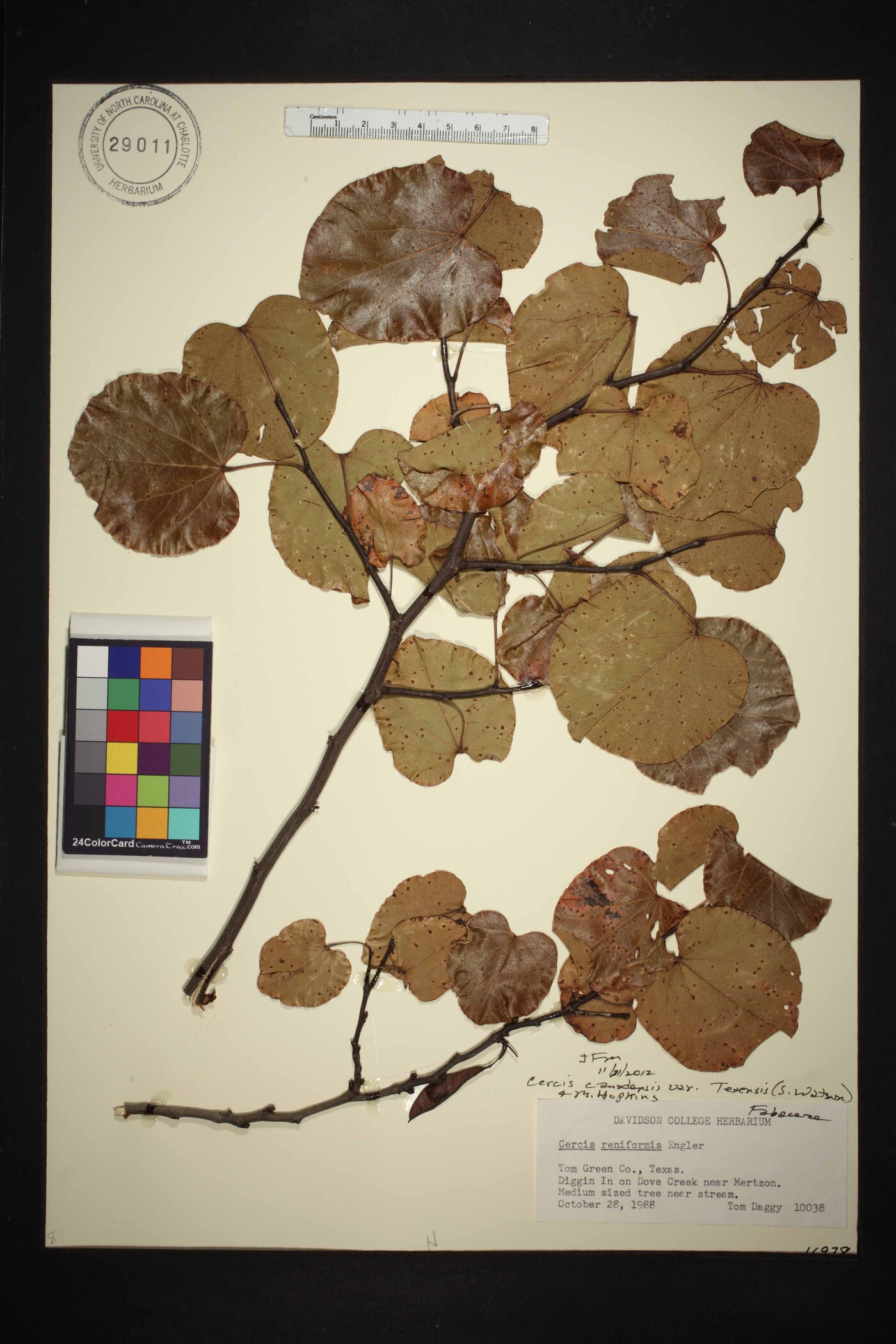 Cercis canadensis var. texensis image