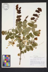 Robinia elliottii image