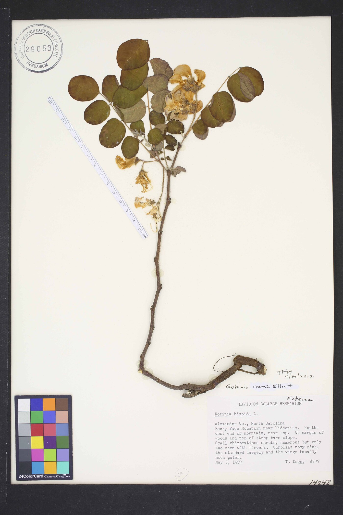 Robinia nana image