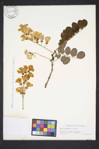 Robinia hispida var. kelseyi image