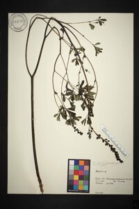 Baptisia alba image