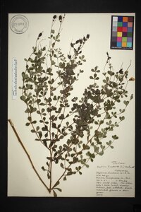 Baptisia tinctoria image