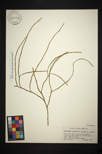 Image of Carmichaelia arborea