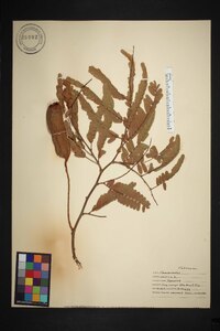 Tamarindus indica image
