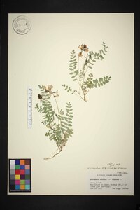 Astragalus alpinus subsp. alpinus image