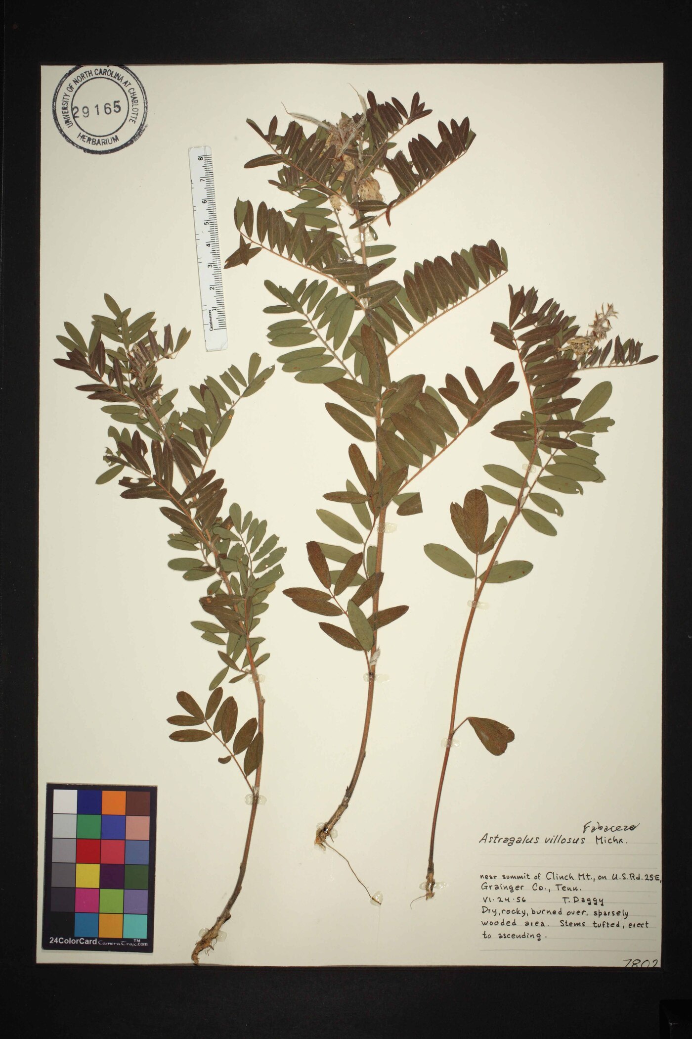 Astragalus villosus image