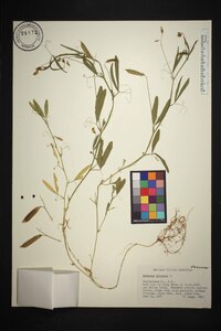 Lathyrus hirsutus image